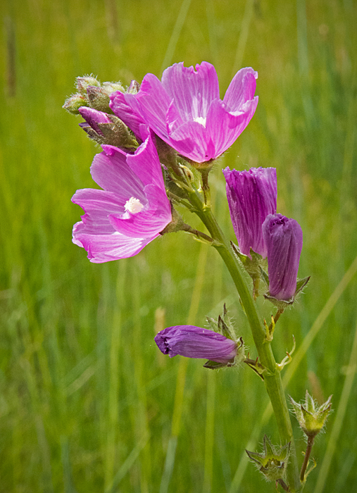 Checker Mallow 2.jpg